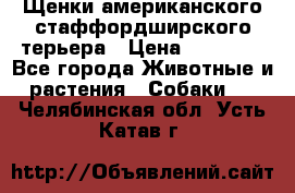 Щенки американского стаффордширского терьера › Цена ­ 20 000 - Все города Животные и растения » Собаки   . Челябинская обл.,Усть-Катав г.